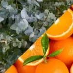 Étiquette du fondant parfumé 'Eucalyptus orange' à la cire de soja. L'illustration est un montage photo montrant des feuilles d'eucalyptus et des oranges coupées.