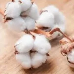 Étiquette du fondant parfumé 'Fleur de coton' à la cire de soja. L'illustration est une photo de fleurs de coton, évoquant un parfum doux, poudré et réconfortant