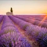 Étiquette du fondant parfumé 'Lavande' à la cire de soja. L'illustration montre un champ de lavande en Provence au coucher du soleil, évoquant la détente et la sérénité.