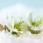 Étiquette du fondant parfumé 'Nectar d'hiver' à la cire de soja. L'illustration est une photo de fleurs blanches d'hellébore (rose de Noël) qui percent un manteau de neige.