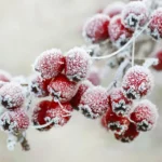 Étiquette du fondant parfumé 'Baies givrées' à la cire de soja. L'illustration est une photo de baies rouges couvertes de givre, évoquant un parfum fruité et frais d'hiver.
