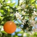 Étiquette du fondant parfumé 'Fleur d'oranger' à la cire de soja. L'illustration montre une branche d'oranger avec ses fleurs blanches et un fruit, évoquant un parfum floral et apaisant.