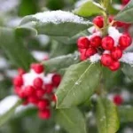 Étiquette du fondant parfumé 'Gui' à la cire de soja, senteur de Noël. L'illustration est une photo de houx enneigé avec ses baies rouges, évoquant une ambiance festive.