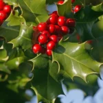 Étiquette du fondant parfumé 'Houx' à la cire de soja, senteur de Noël. L'illustration est une photo d'une branche de houx avec ses baies rouges, symbole des fêtes de fin d'année.