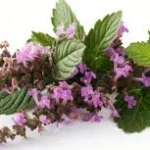Étiquette du fondant parfumé 'Patchouli' à la cire de soja. L'illustration montre une branche de la plante de patchouli avec ses feuilles vertes et ses fleurs violettes.