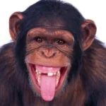 Étiquette du fondant parfumé humoristique 'Pet de singe' à la cire de soja. L'illustration est une photo d'un singe chimpanzé qui tire la langue d'un air malicieux.