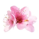Étiquette du fondant parfumé 'Fleur de sakura' à la cire de soja. L'illustration est une photo de fleurs de cerisier du Japon, évoquant un parfum floral, doux et printanier.