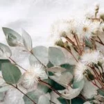 Étiquette du fondant parfumé 'Eucalyptus' à la cire de soja. L'illustration est une photo de branches d'eucalyptus, évoquant un parfum frais, puissant et purifiant.